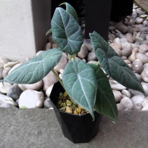 アロカシア マハラニ アルボ アロカシア・マハラニ・アルボ : r/alocasia