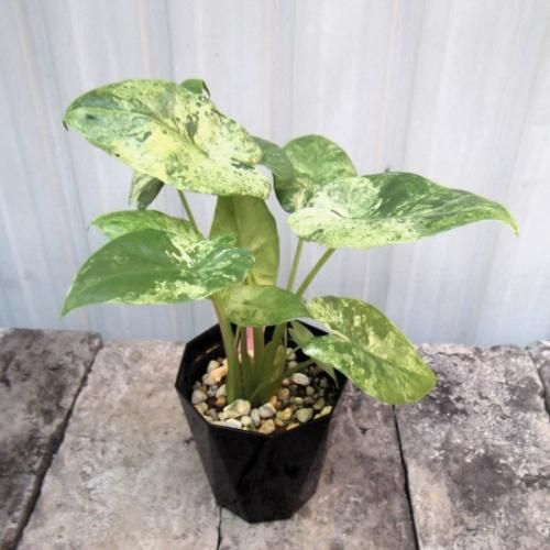 t*o様 アロカシア　シンポ　バリエガータ アロカシア・オドラ・バリエガータ バティック 3.5号 - 植物と暮らす m