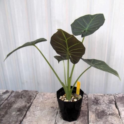 アロカシア・リーガルシールズ 3.5号 - 植物と暮らす m-plant