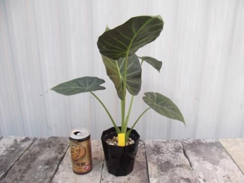 タグ紛失　アロカシア　リーガル　シールズ？　斑入り　芋株 タグ紛失 アロカシア リーガル シールズ？ 斑入り 芋株 - メルカリ