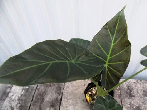 アロカシア・リーガルシールズ 3.5号 - 植物と暮らす m-plant