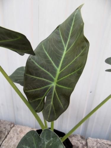 アロカシア・リーガルシールズ 3.5号 - 植物と暮らす m-plant