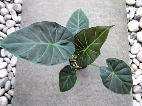 アロカシア・リーガルシールズ 3.5号 - 植物と暮らす m-plant