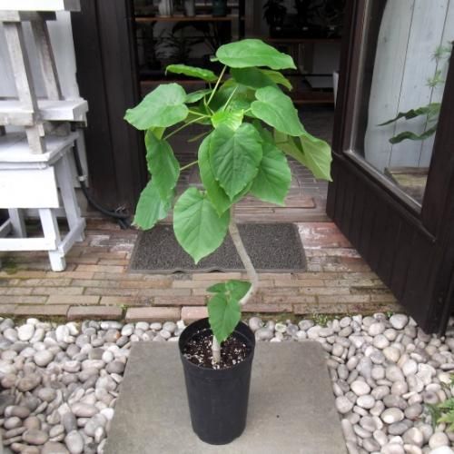 ウンベラータ 曲がり幹 7号 - 植物と暮らす m-plant