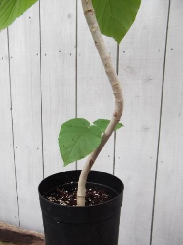 曲がりのウンベラータ約1.7メートル 健康的な状態 10号　現品 フィカス・ウンベラータ 10号の通販 | 観葉植物通販AONOKI（あお