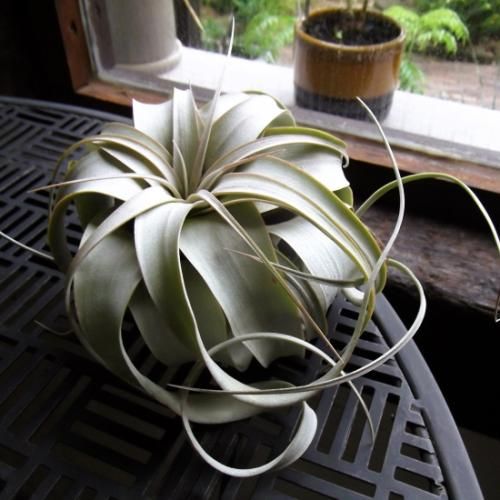 チランジア ハリシー × キセログラフィカ Amazon.co.jp: Frontier Plants現品チランジアハリシー