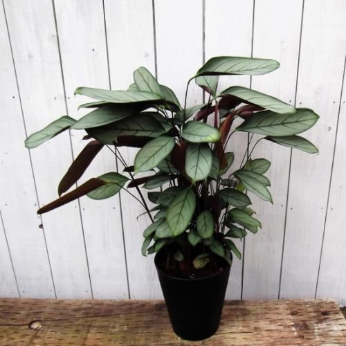 クテナンテ・セトサ・グレイスター 7号 - 植物と暮らす m-plant