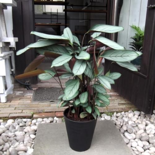 ☆ゆう☆です♪2点セット！ストレリチア　クテナンテ　グレイスター　セトサ クテナンテ・セトサ・グレイスター 7号 - 植物と暮らす m-plant