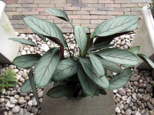 クテナンテ・セトサ・グレイスター 7号 - 植物と暮らす m-plant