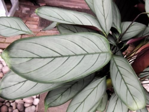 クテナンテ・セトサ・グレイスター 7号 - 植物と暮らす m-plant