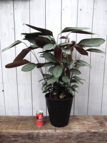 クテナンテ・セトサ・グレイスター 7号 - 植物と暮らす m-plant