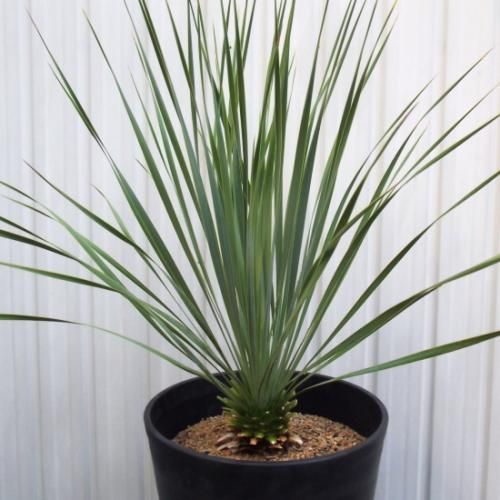 i*m様 ユッカ　ロストラータ ユッカ・ロストラータ 10号 - 植物と暮らす m-plant