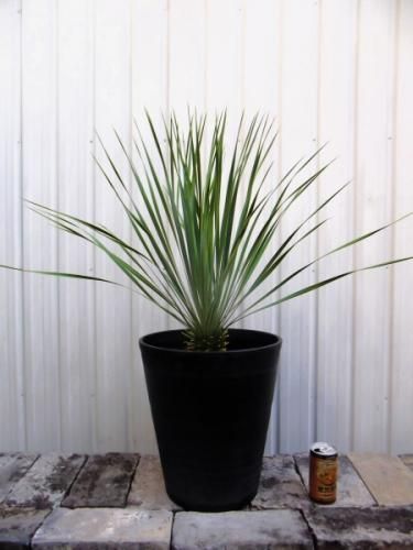 ユッカロストラータ極太 Amazon.co.jp: 極太 1m64cm ユッカ ロストラータ 発根 耐寒性-15