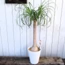 ȥå󡦥ݥˡơ롡桡100