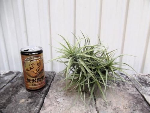 数年物　チランジア ベルゲリー　クランプ 数年物 チランジア ベルゲリー クランプ 数年物 チランジア