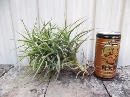 チランドシア・ベルゲリー クランプ - 植物と暮らす m-plant