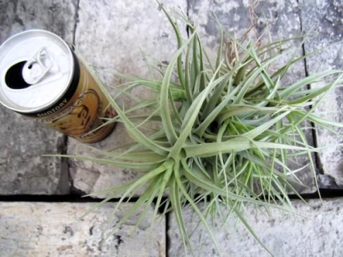 数年物　チランジア ベルゲリー　クランプ アエラントス × ベルゲリー クランプ 25号 | air-plants TENGU-DO