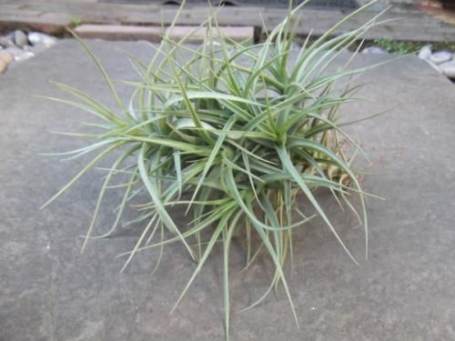 数年物　チランジア ベルゲリー　クランプ アエラントス × ベルゲリー クランプ 25号 | air-plants TENGU-DO