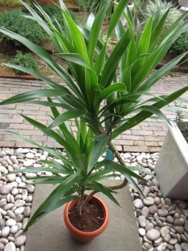 ドラセナ・ナビー 7号 - 植物と暮らす m-plant