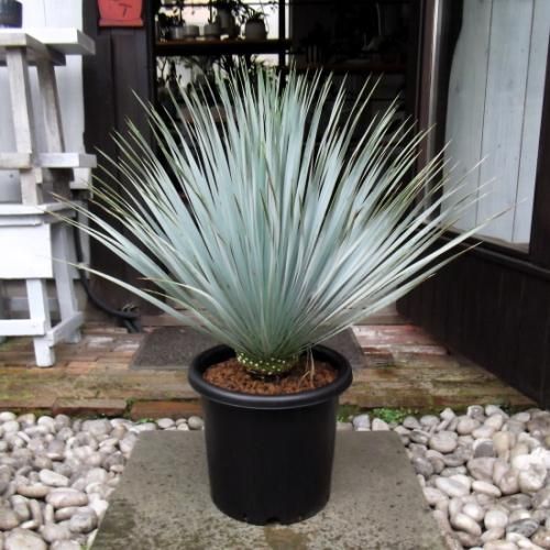 ユッカ・ロストラータ 9号 90cm - 植物と暮らす m-plant