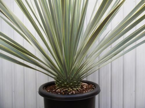 ユッカ、ロストラータ ユッカ ロストラータ Rostrata 9号 陶器鉢 観葉植物 ドライ