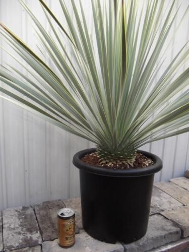 ユッカ　ロストラータ ユッカ・ロストラータ 9号 90cm - 植物と暮らす m-plant