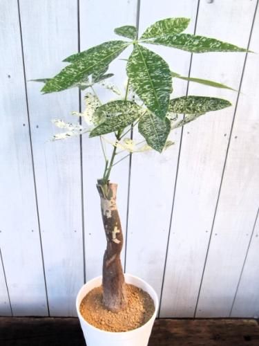 希少品種 斑入り パキラ ミルキーウェイ 7号 テラコッタ性鉢植え