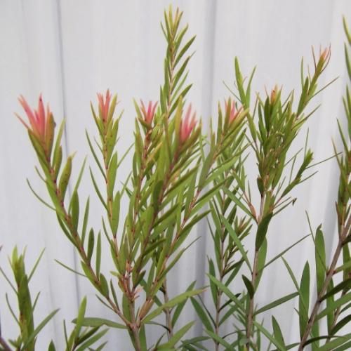 メラレウカ・レッドジェム 6号 - 植物と暮らす m-plant