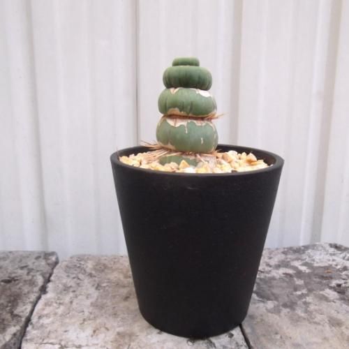 珍品　珍株　カスタネア　スピラリス　サボテン 珍品 珍株 カスタネア スピラリス サボテン