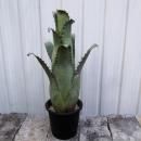 ۥإ٥륮ɥ顼ޥƥ󡡣