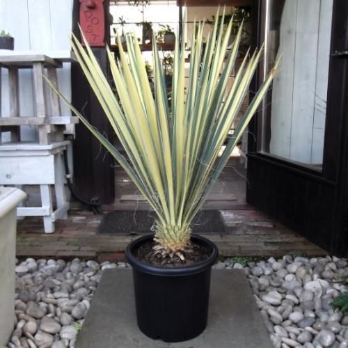 現物「ユッカ・カラーガード」９号　80ｃｍ　Yucca filamentosa ユッカ・カラーガード 9号 80cm - 植物と暮らす m-plant