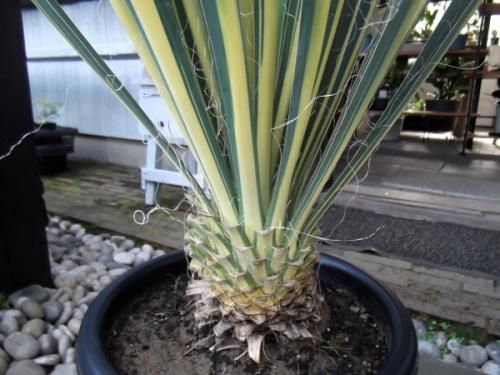 現物「ユッカ・カラーガード」９号　Yucca filamentosa 現物「ユッカ・カラーガード」9号 80cm Yucca filamentosa 楽天市場