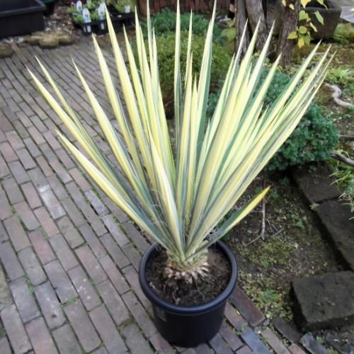 ユッカ・カラーガード 9号 80cm - 植物と暮らす m-plant