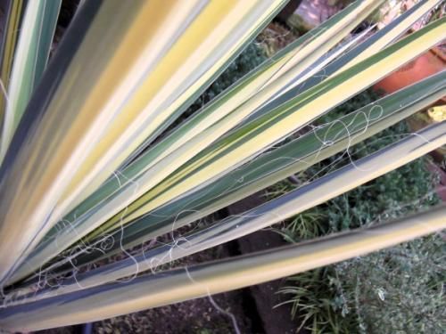 ユッカ・カラーガード 9号 80cm - 植物と暮らす m-plant