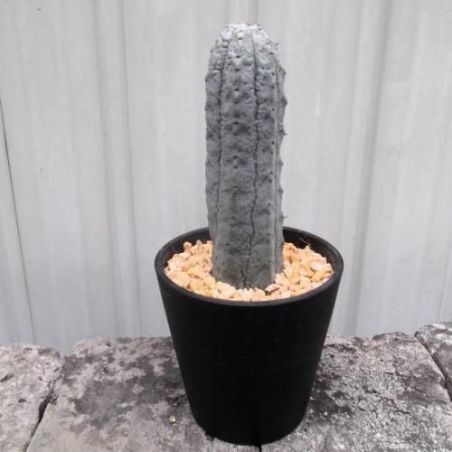 ユーフォルビア・アブデルクリ 3.5号 - 植物と暮らす m-plant