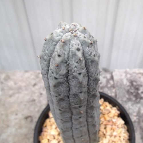 ユーフォルビア・アブデルクリ 3.5号 - 植物と暮らす m-plant