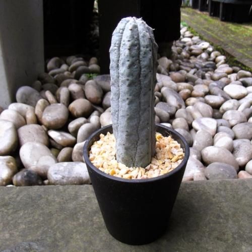 ユーフォルビア・アブデルクリ 3.5号 - 植物と暮らす m-plant