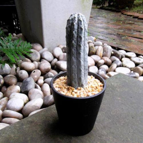 ユーフォルビア・アブデルクリ 3.5号 - 植物と暮らす m-plant