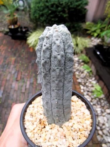 ユーフォルビア・アブデルクリ 3.5号 - 植物と暮らす m-plant