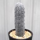 桼եӥ֥ǥ륯ꡡ3.5