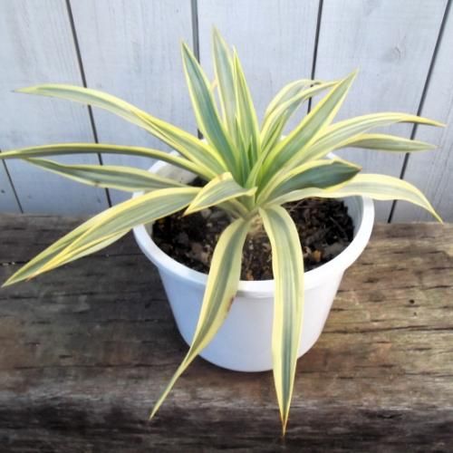 ユッカ・グロリオサ・ブライトスター 6号 - 植物と暮らす m-plant