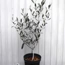 ���꡼�֡����ץ�å����Ρ�����