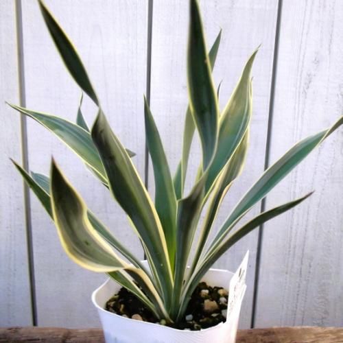ユッカ・グロリオサ・バリエガータ 3号 - 植物と暮らす m-plant