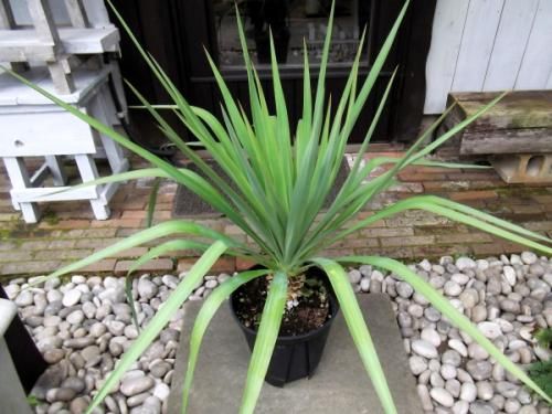 多頭株　ユッカ　レクルビフォリア　ペンデュラ　　株立ち　51 多頭株 ユッカ レクルビフォリア ペンデュラ 株立ち 52 多頭株 ユッカ