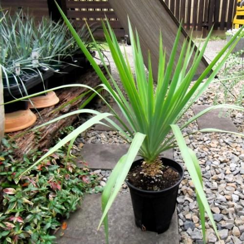 ユッカ・レクルビフォリア・ペンデュラ 8号 - 植物と暮らす m-plant