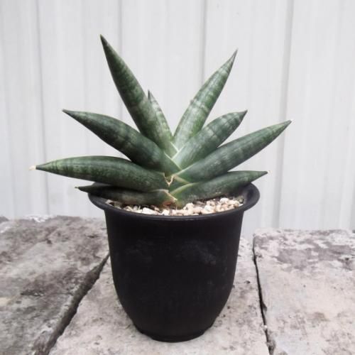 サンセベリア CRAZY CRAB 3号 - 植物と暮らす m-plant