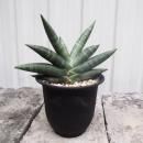 󥻥٥ꥢ CRAZY CRAB