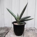 󥻥٥ꥢ PINK BONCEL