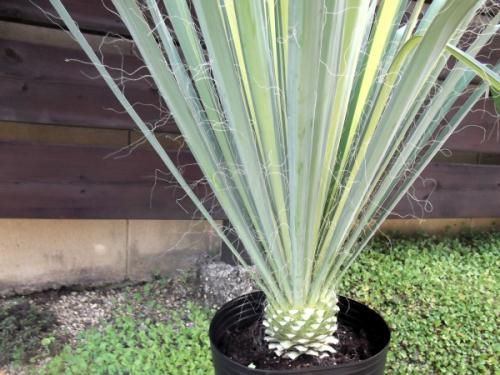 現物「ユッカ・ゴールデンソード」10号　Yucca filamentosa 現物「ユッカ・ゴールデンソード」10号 Yucca filamentosa - メルカリ