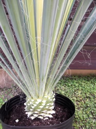 ユッカ・フィラメントーサ・ゴールデンソード 10号 - 植物と暮らす m-plant